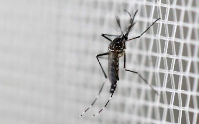 ‘Mosquitos do Bem’ já reduziram em 70% casos de Dengue em Niterói